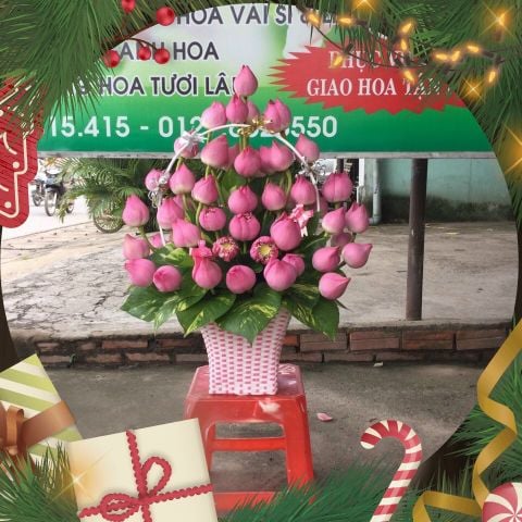HOA TƯƠI YẾN PHỤNG