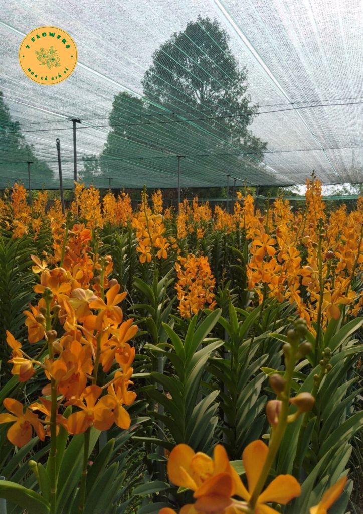 Tại sao hoa lan mokara được nhiều người ưu chuộng năm 2023 ?