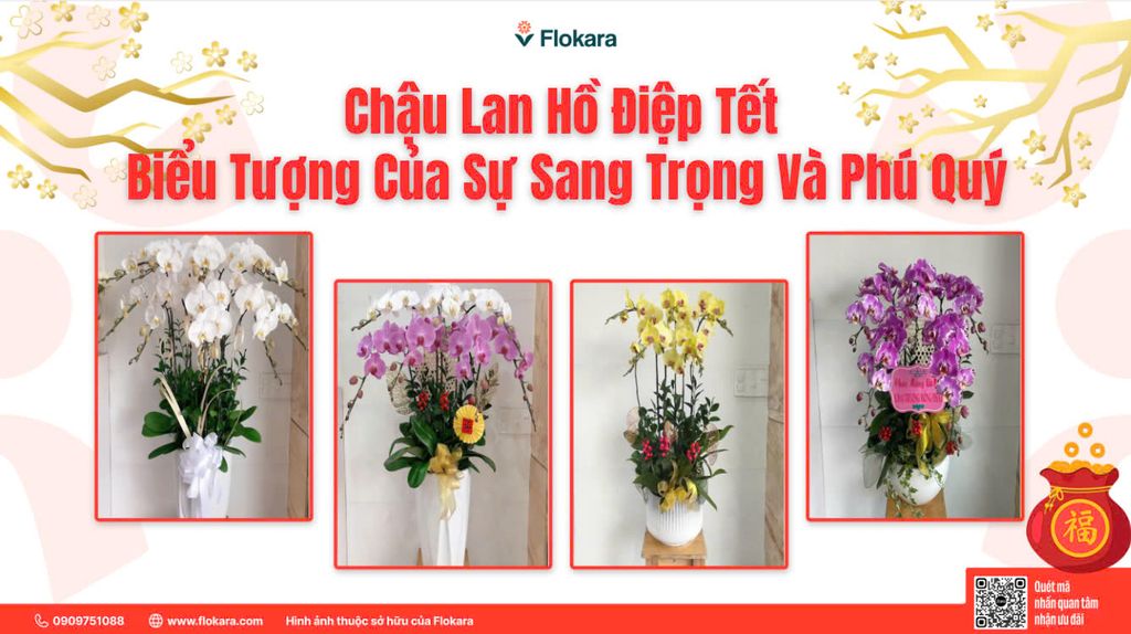 Chậu Lan Hồ Điệp Chưng Tết – Sự Lựa Chọn Hoàn Hảo Cho Không Gian Sang Trọng