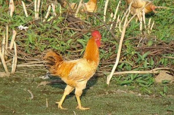 Gà Văn Phú: tìm hiểu về giống gà quý cần được bảo tồn