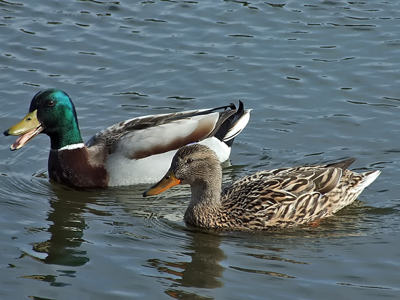 Con vịt trời là con gì? Vịt trời làm món gì ngon ? – CẦM VIÊN QUÁN