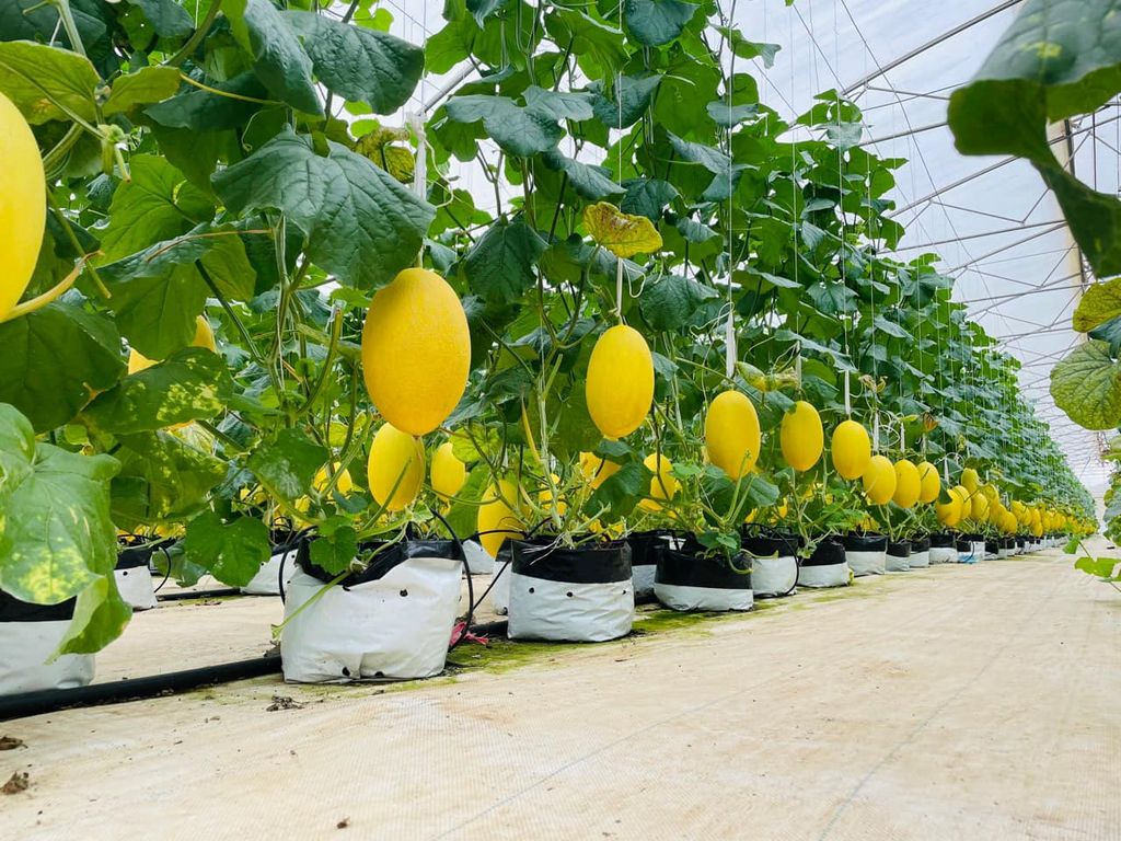 Nhà màng cho dưa lưới