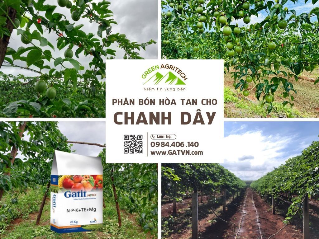Phân bón hòa tan cho chanh dây