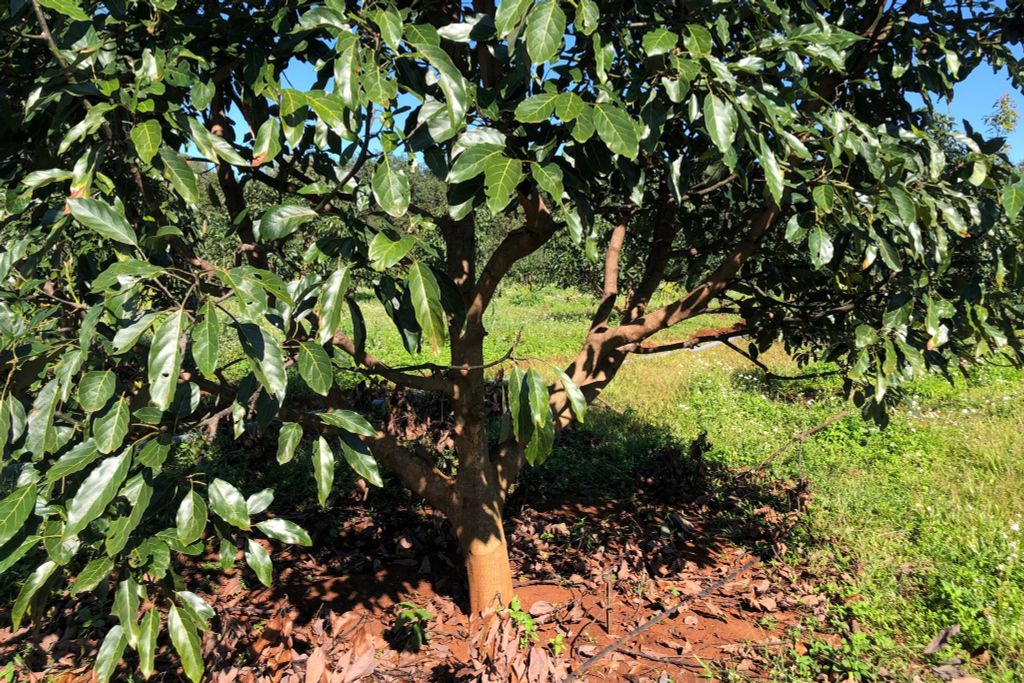 Hệ thống tưới cho cây bơ Tối ưu & Tiết kiệm nước