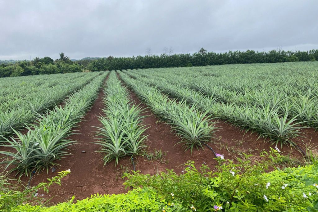 Hệ thống tưới cho cây dứa tối ưu năng suất