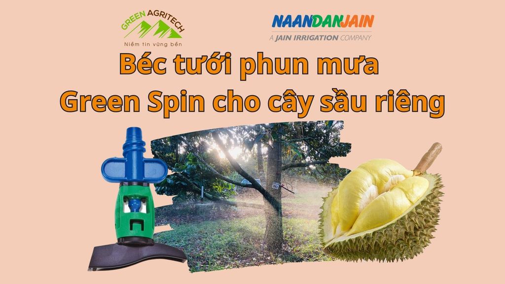 Béc tưới phun mưa Green Spin cho cây sầu riêng