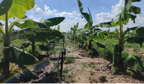 Hệ thống tưới phun mưa bù áp Aquasmart cho 65ha Chuối - Củ Chi