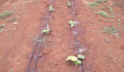 Quy trình vận hành hệ thống tưới nhỏ giọt cho chuối