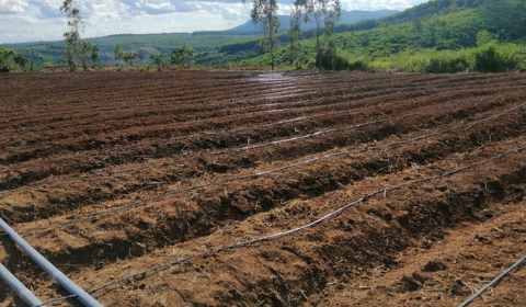 Hệ thống tưới nhỏ giọt cho 3ha ớt - Gia Lai