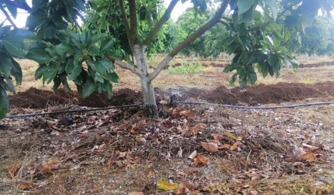 Hệ thống tưới phun mưa bù áp cho 5ha bơ & mít - Gia Lai