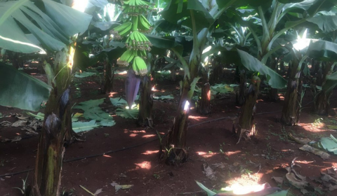 Hệ thống tưới phun mưa bù áp cho chuối - dự án 162ha Vũng tàu