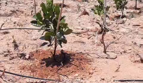 Hệ thống tưới bù áp cho 28ha Sầu riêng & Mít - Lâm Đồng