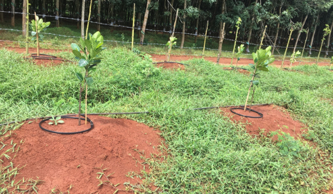 Hệ thống tưới nhỏ giọt cho 83ha mít - Vũng Tàu