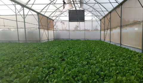Hệ thống tưới phun mưa bù áp cho 300 nhà màng trồng rau - BRVT
