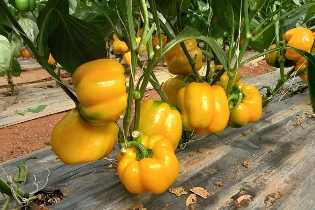 Hệ thống tưới cho cây ớt chuông – Giải pháp Tối Ưu và Hiệu Quả Nhất