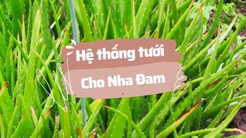 Hệ thống tưới cho 10ha Nha Đam - Ninh Thuận