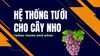 Hệ thống tưới cho 30ha Nho trồng trong nhà màng - Bình Thuận