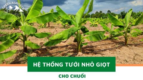 Hệ thống tưới nhỏ giọt cho 90ha chuối - BRVT