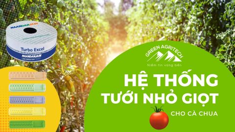 Hệ thống tưới nhỏ giọt cho cà chua