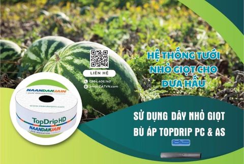 Topdrip PC & AS - Hệ thống tưới nhỏ giọt bù áp hàng đầu cho dưa hấu