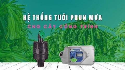 Hệ thống tưới phun mưa cho 6ha cây công trình️ - Bình Thuận