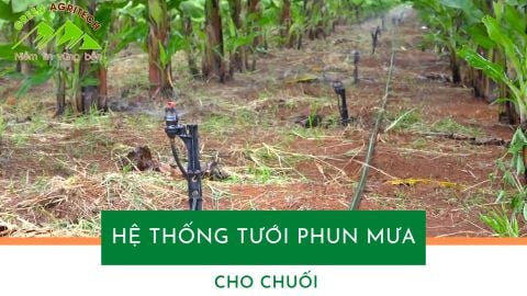 Hệ thống tưới phun mưa cho 18ha chuối - BRVT