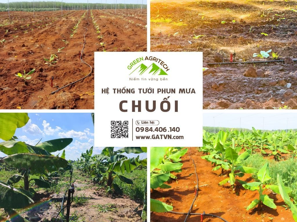 Hệ thống tưới phun mưa cho Chuối