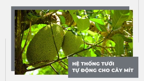 Hệ thống tưới tự động cho 50ha cây mít - Tây Ninh