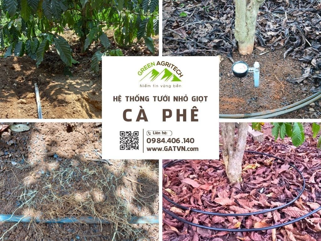 Hệ thống tưới nhỏ giọt cho cây cà phê