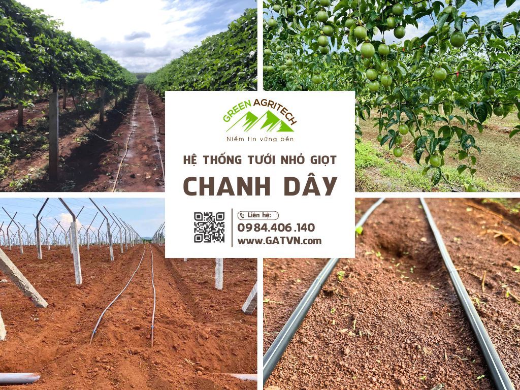 Hệ thống tưới nhỏ giọt cho chanh dây