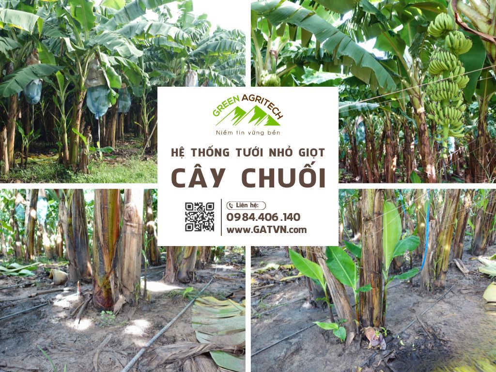 Hệ thống tưới nhỏ giọt cho cây chuối