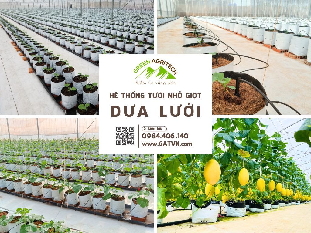 Hệ thống tưới nhỏ giọt cho dưa lưới