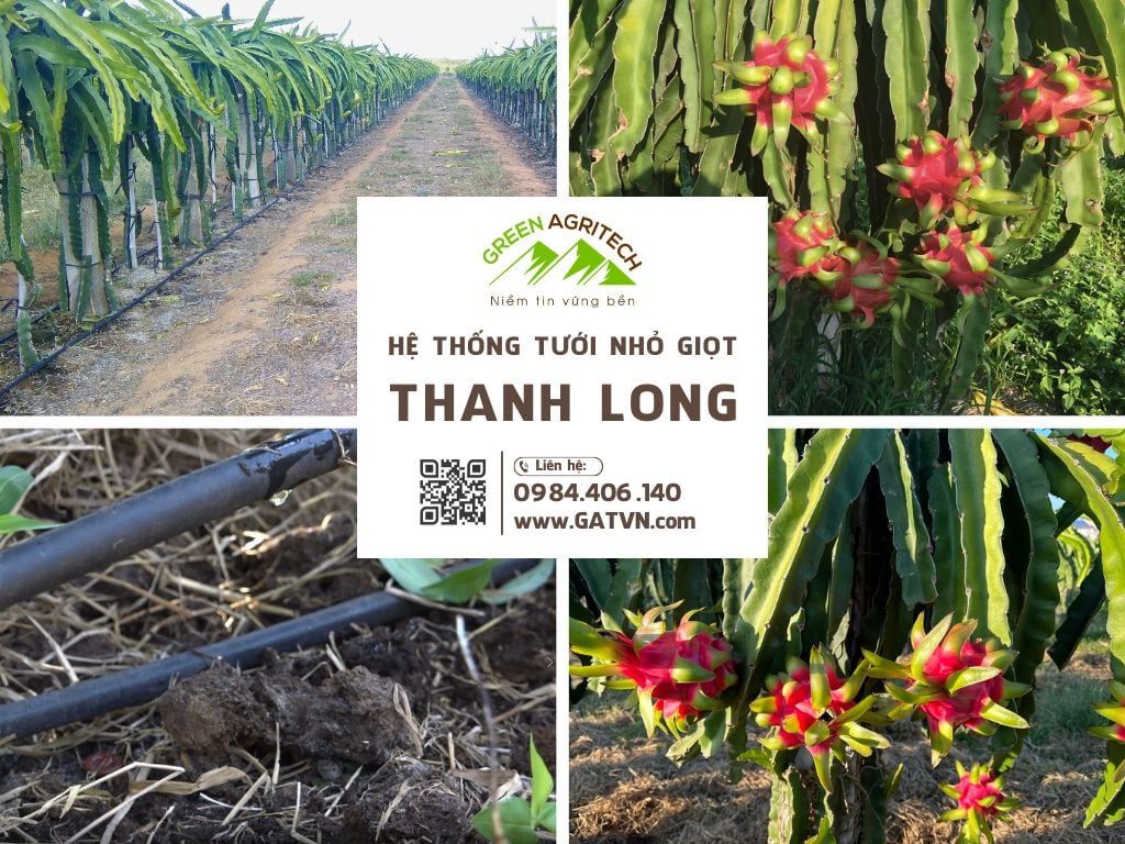 Hệ thống tưới nhỏ giọt cho cây thanh long