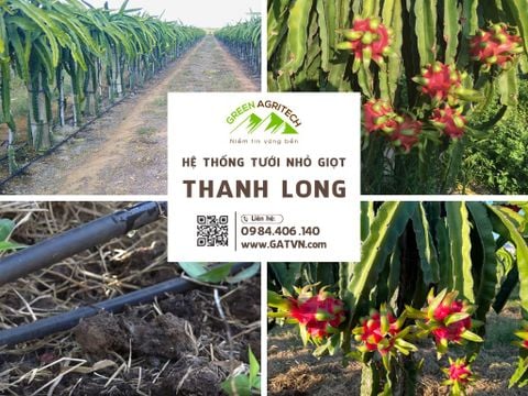 Hệ thống tưới nhỏ giọt cho cây thanh long
