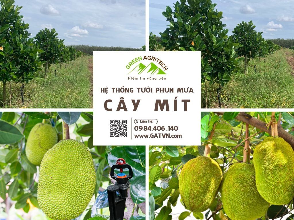 Hệ thống tưới phun mưa bù áp cho cây mít