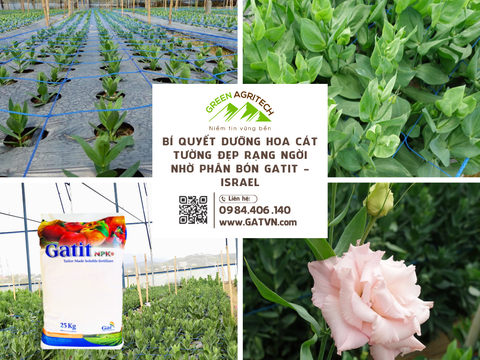 Bí quyết dưỡng hoa cát tường đẹp rạng ngời nhờ phân bón Gatit - Israel