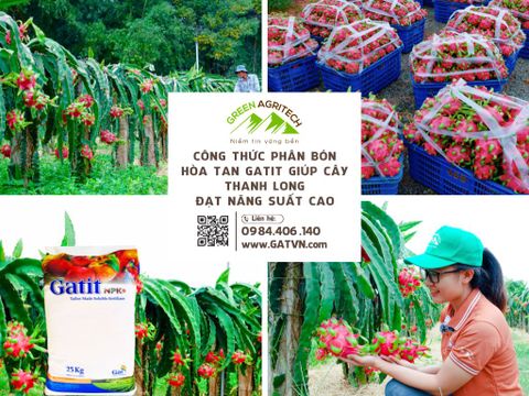 Công thức phân bón hòa tan Gatit giúp cây thanh long đạt năng suất cao