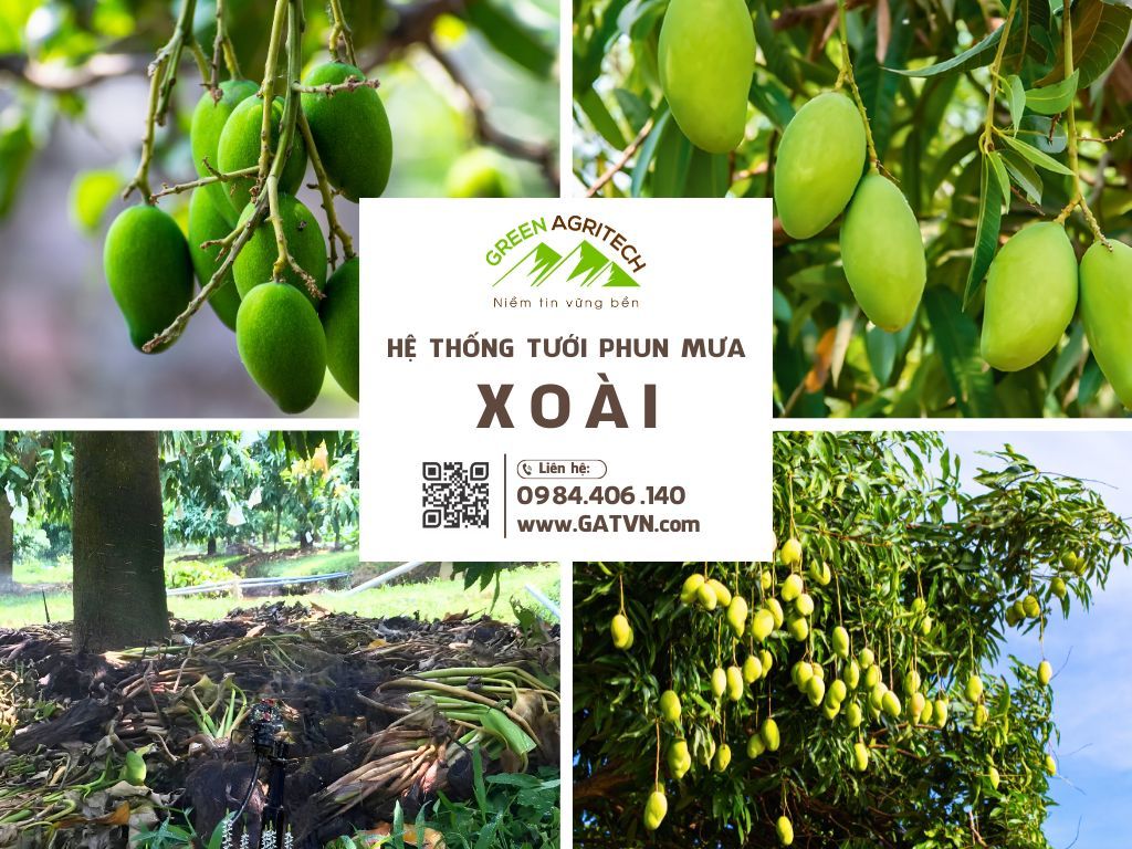 Hệ thống tưới phun mưa cho Xoài