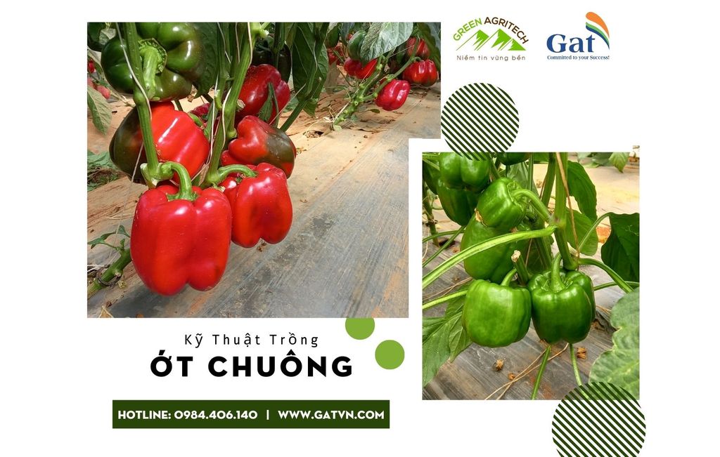 Kỹ thuật trồng ớt chuông trên đất