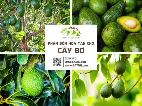 Phân bón hòa tan cho cây bơ