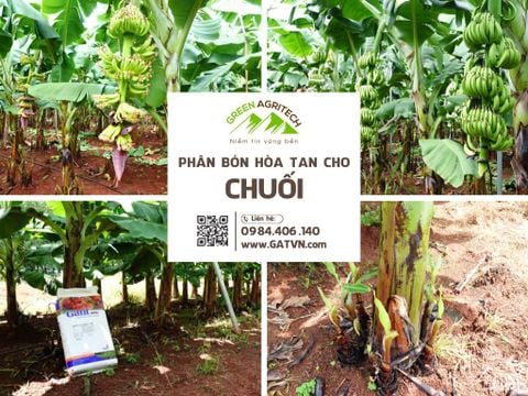 Phân bón hòa tan cho chuối