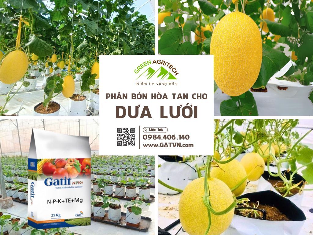 Phân bón hòa tan cho dưa lưới