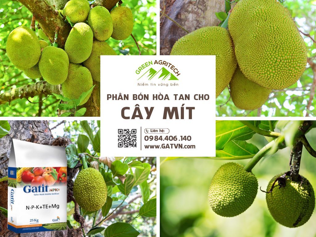 Phân bón hòa tan cho cây mít