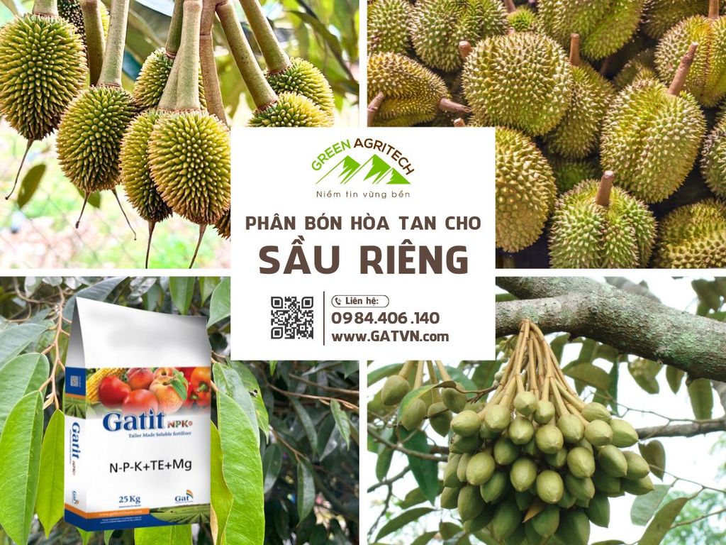 Phân bón hòa tan cho sầu riêng