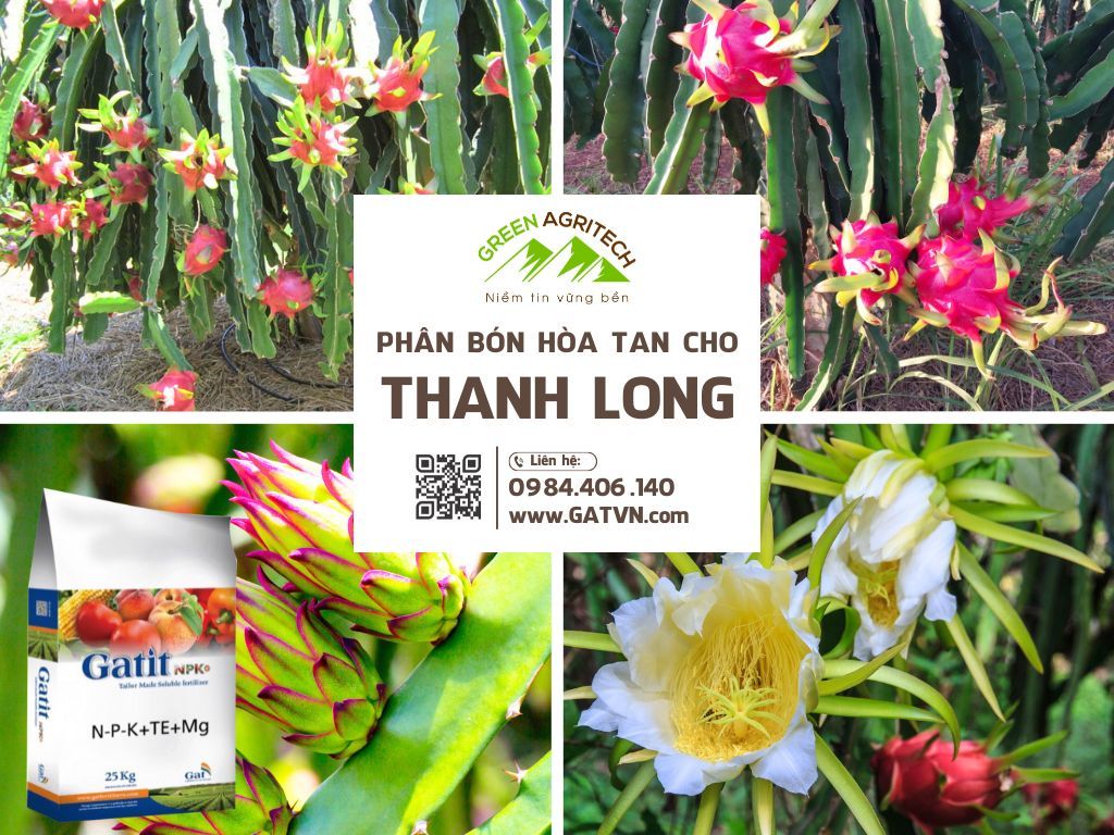 Phân bón hòa tan cho thanh long