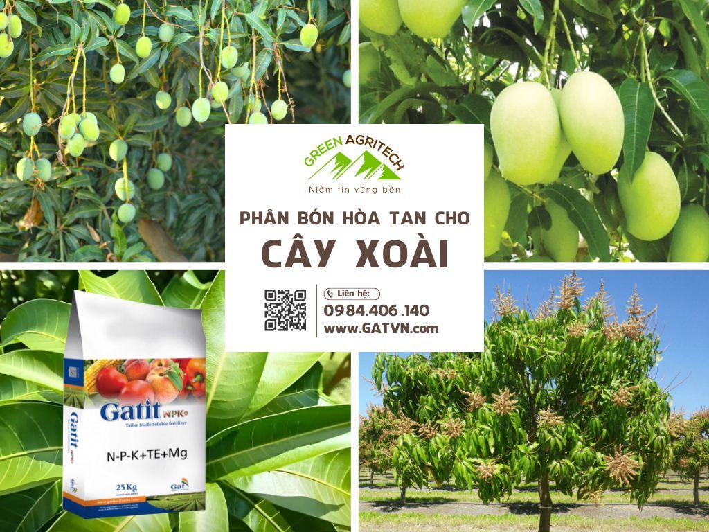 Phân bón hòa tan cho cây xoài