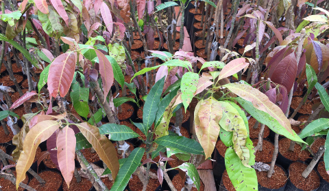 Thán thư trên cây giống xoài