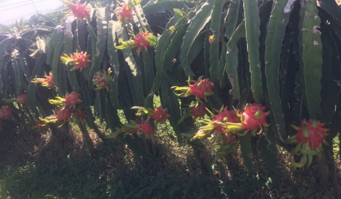 Quy trình bón phân GATIT cho Thanh Long