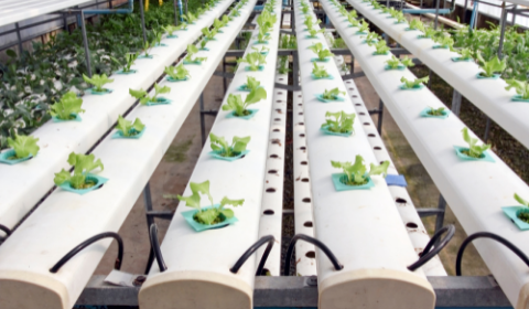 Các phương pháp canh tác tiết kiệm nước