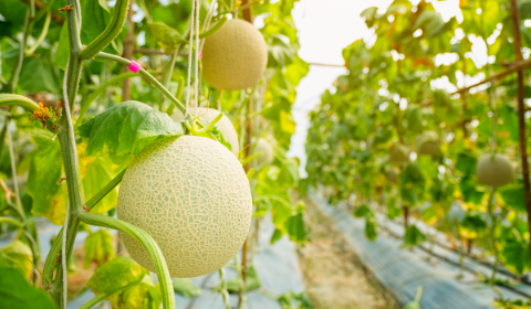 Hệ thống tưới và dinh dưỡng cho dưa lưới